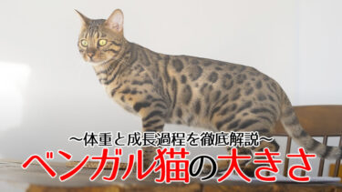 ベンガル猫の大きさは？体重と成長過程を徹底解説！