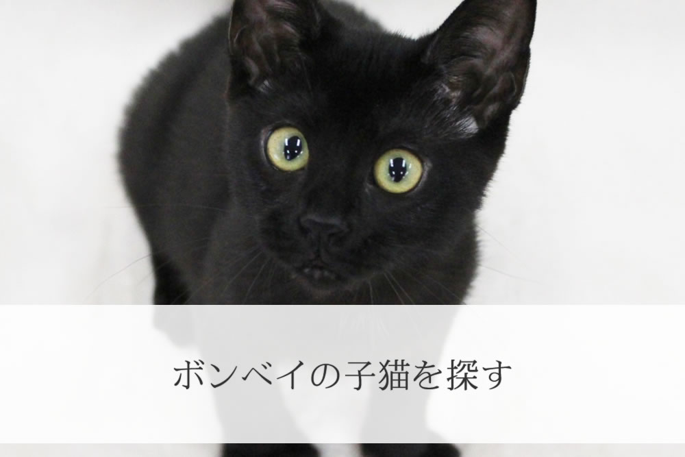 ボンベイ子猫のイメージ