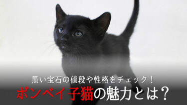 ボンベイ子猫の魅力とは？黒い宝石の値段や性格をチェック！