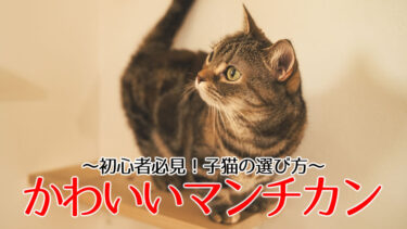 かわいいマンチカン子猫の選び方【初心者必見！】