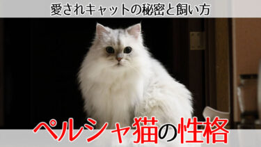 ペルシャ猫性格ガイド：王様のような愛されキャットの秘密と飼い方