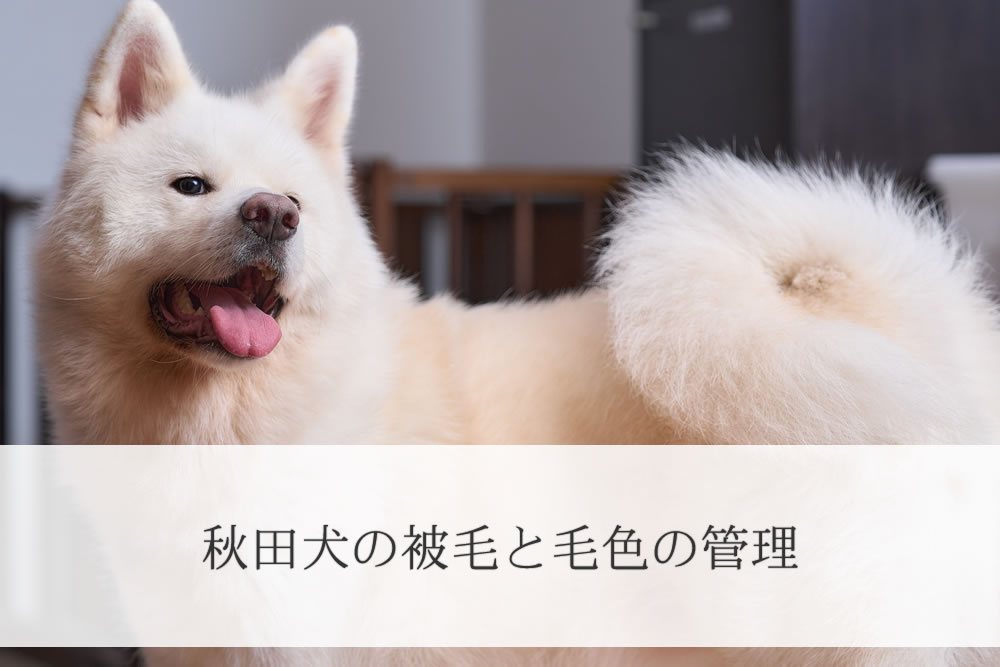 白い毛色の秋田犬