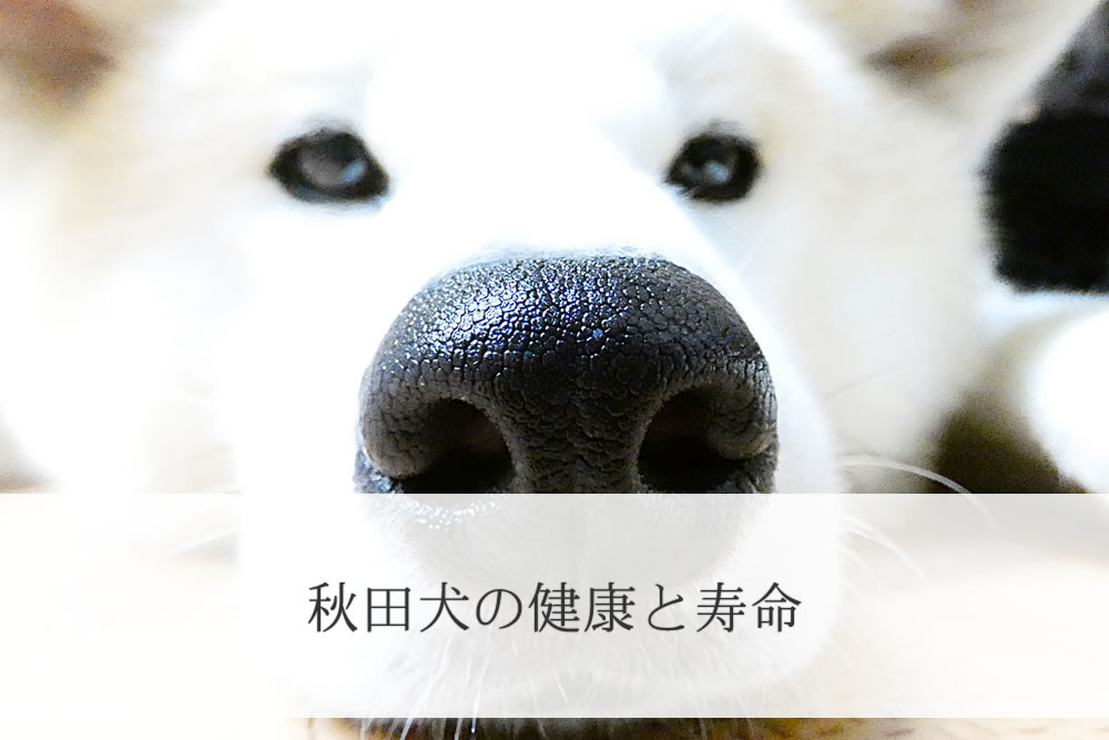 秋田犬の顔アップ