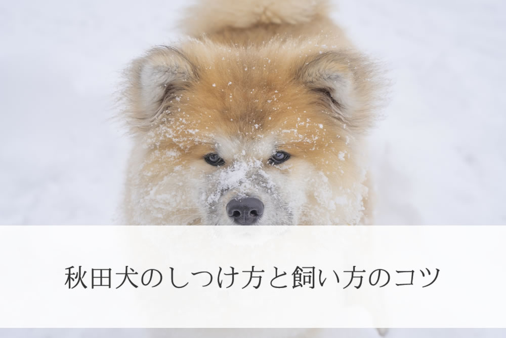 雪の中の秋田犬