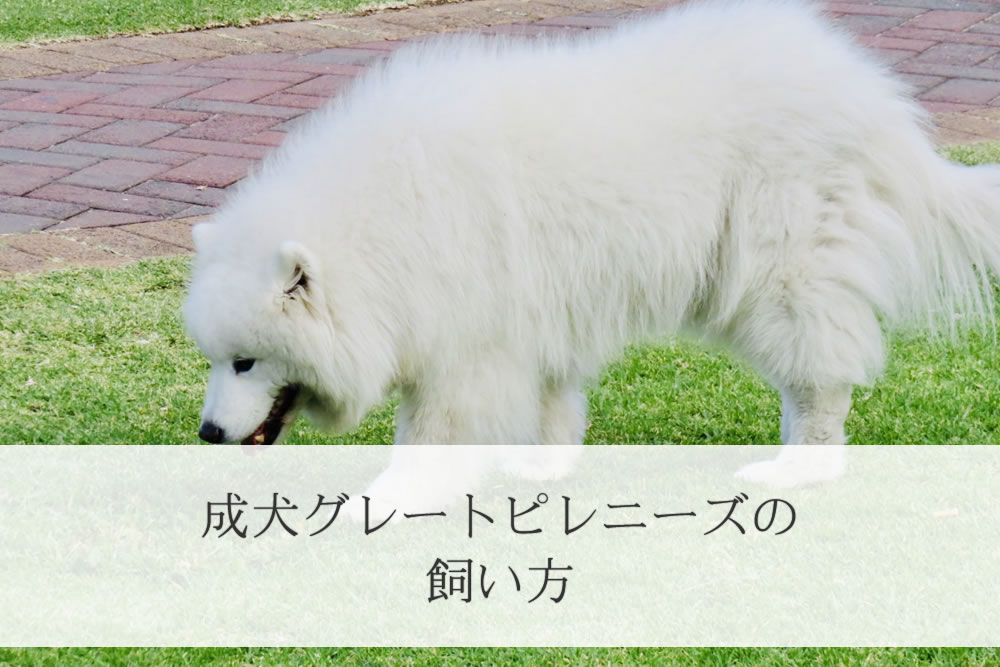 芝生で遊ぶグレートピレニーズの成犬