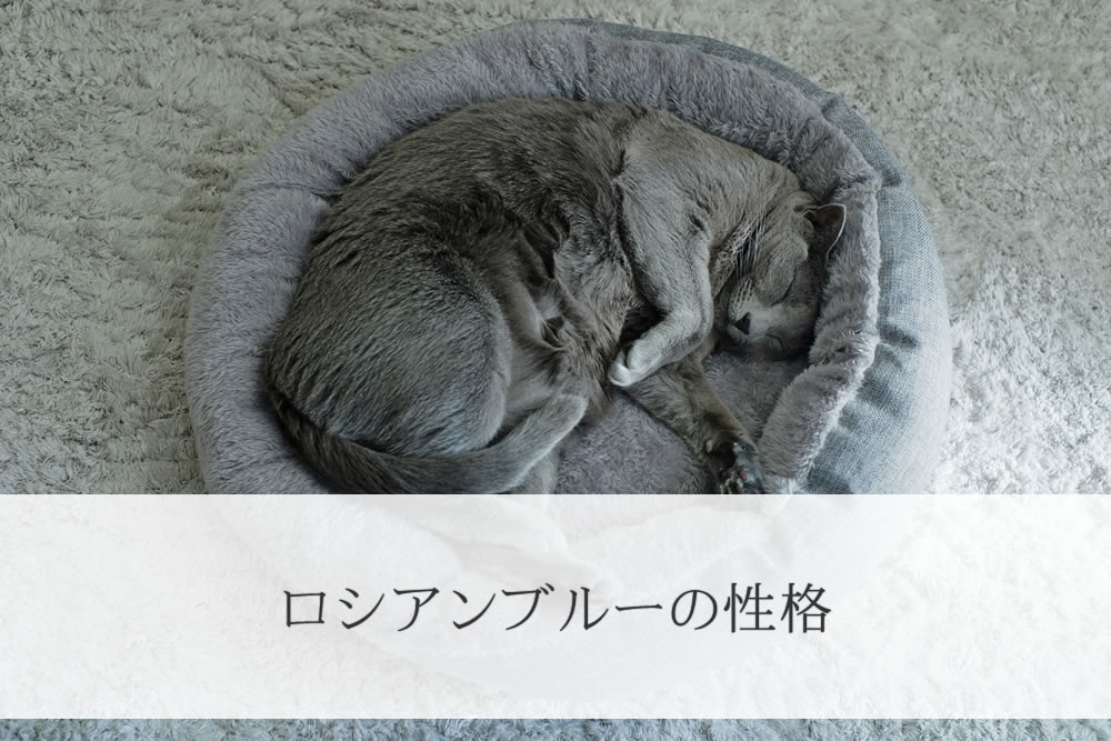 丁度良い大きさの猫鍋で寝ているロシアンブルー
