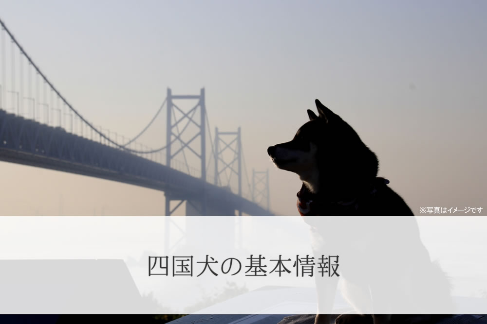 四国犬のイメージ