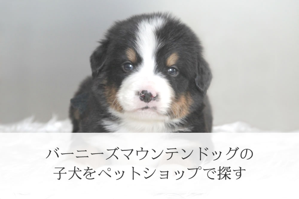 バーニーズ・マウンテン・ドッグのペットショップで販売されている子犬