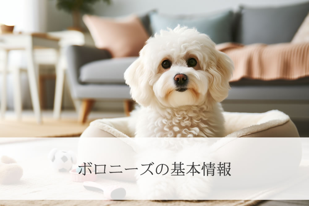 家でリラックスしているボロニーズの成犬