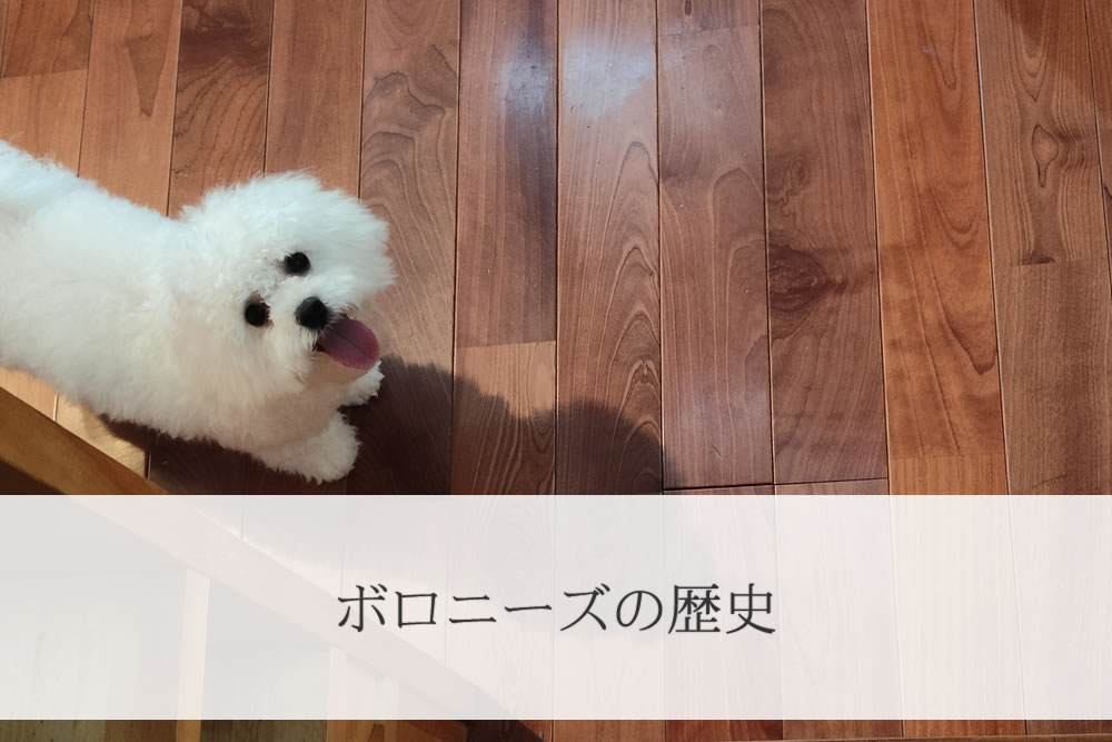 遊んでほしいボロニーズの成犬