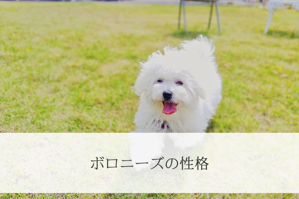 外ではしゃぎまくるボロニーズの成犬