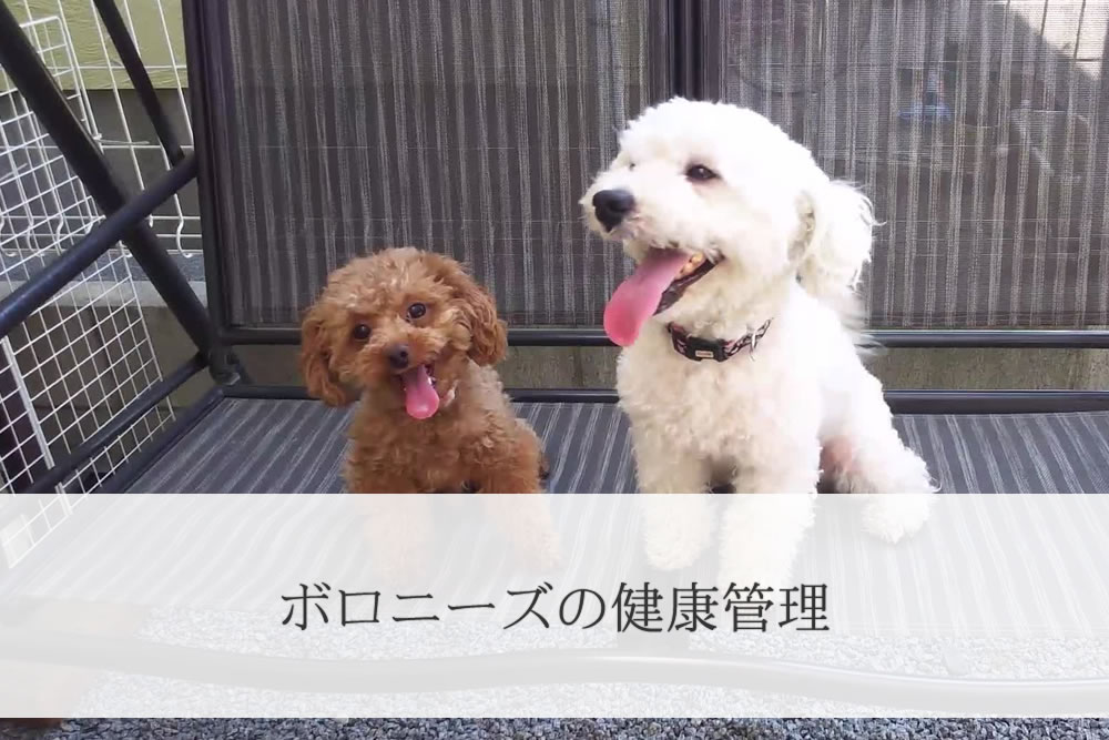 ボロニーズの成犬とお友達