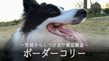 ボーダーコリーの飼い方完全ガイド【性格からしつけまで徹底解説】