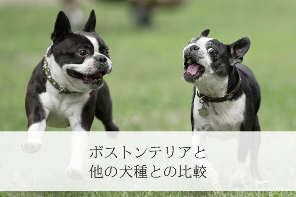 他の犬と楽しく遊ぶボストンテリア