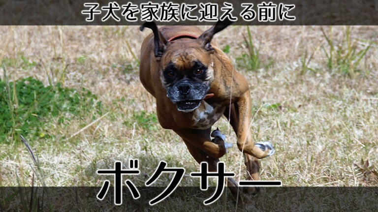 ボクサー子犬のアイキャッチ画像