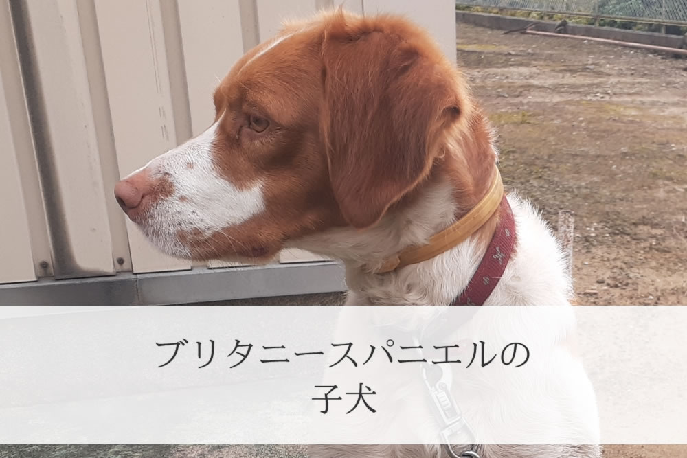 横を向くブリタニースパニエル子犬