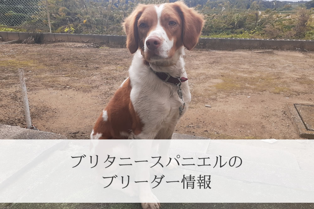 遊んでほしそうな顔のブリタニースパニエル子犬