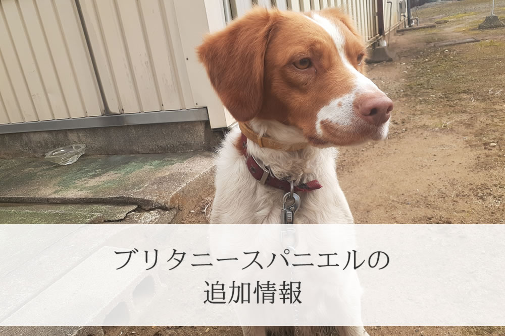 話を聞いているブリタニースパニエル子犬