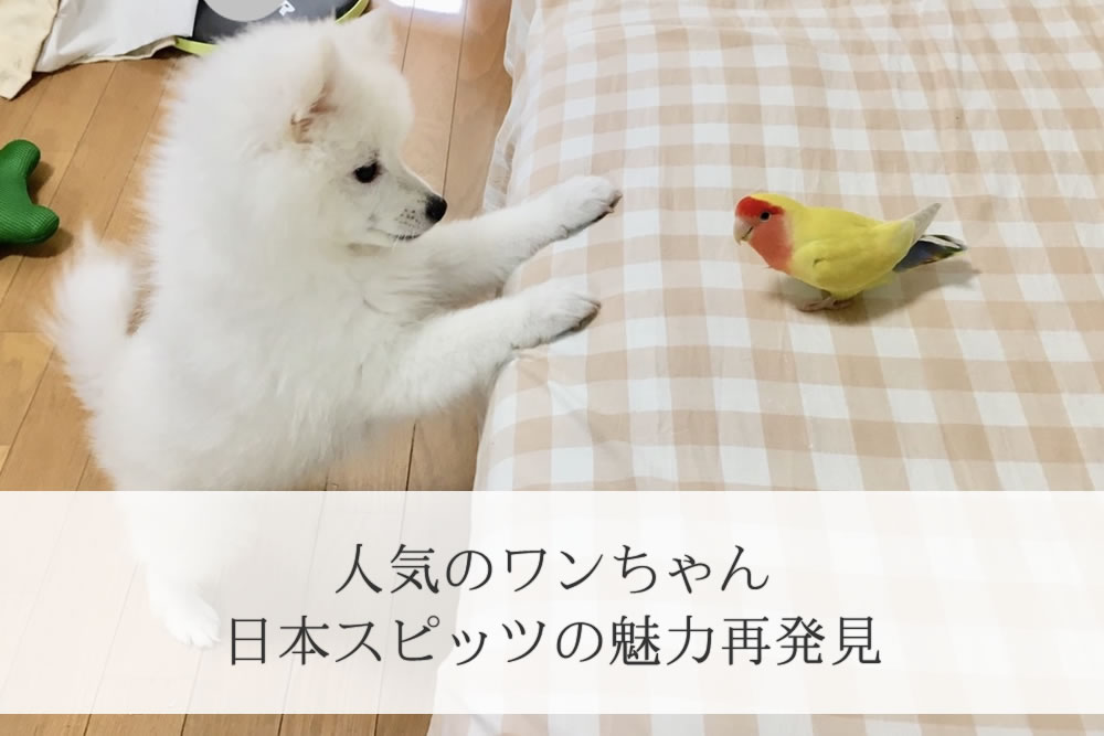 小鳥を見つめる日本スピッツの子犬