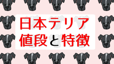 日本テリアの値段と特徴｜初心者でも安心の飼い方とは？