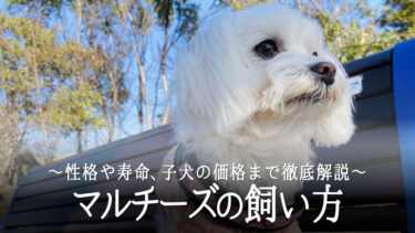 マルチーズの飼い方入門！性格や寿命、子犬の価格まで徹底解説