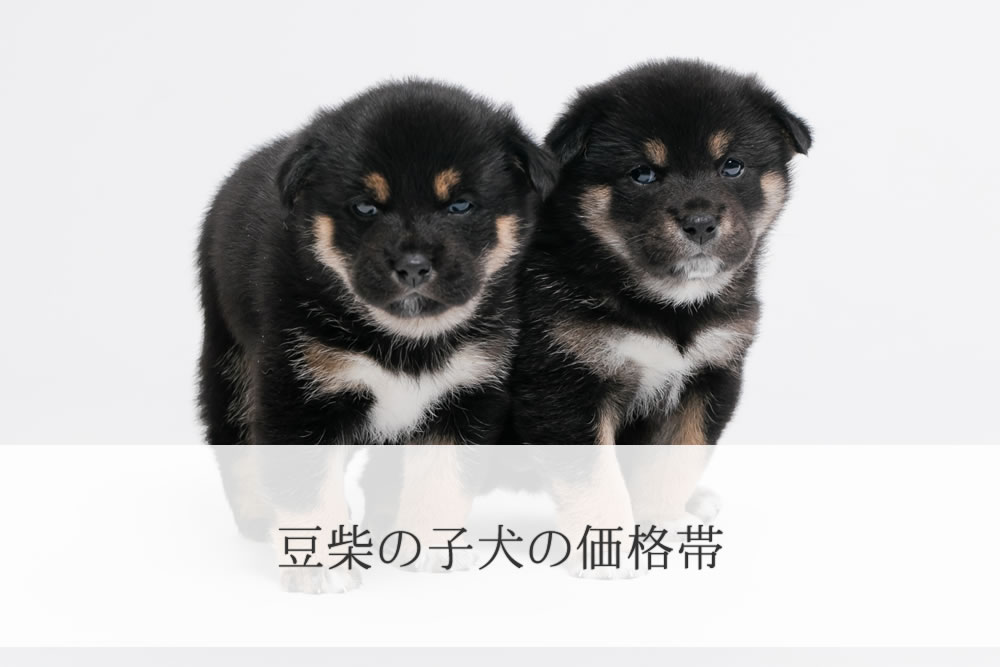 飼いたいと思ってしまう豆柴の子犬