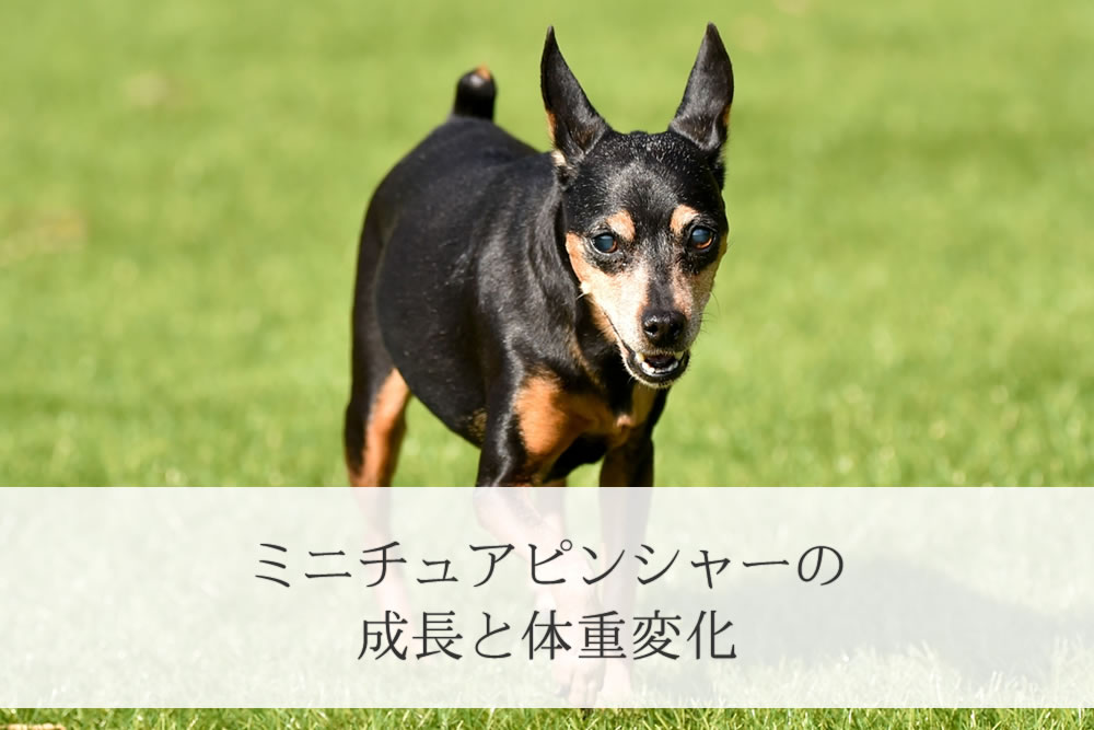 ドッグランで楽しく遊んでいるミニチュアピンシャーの成犬