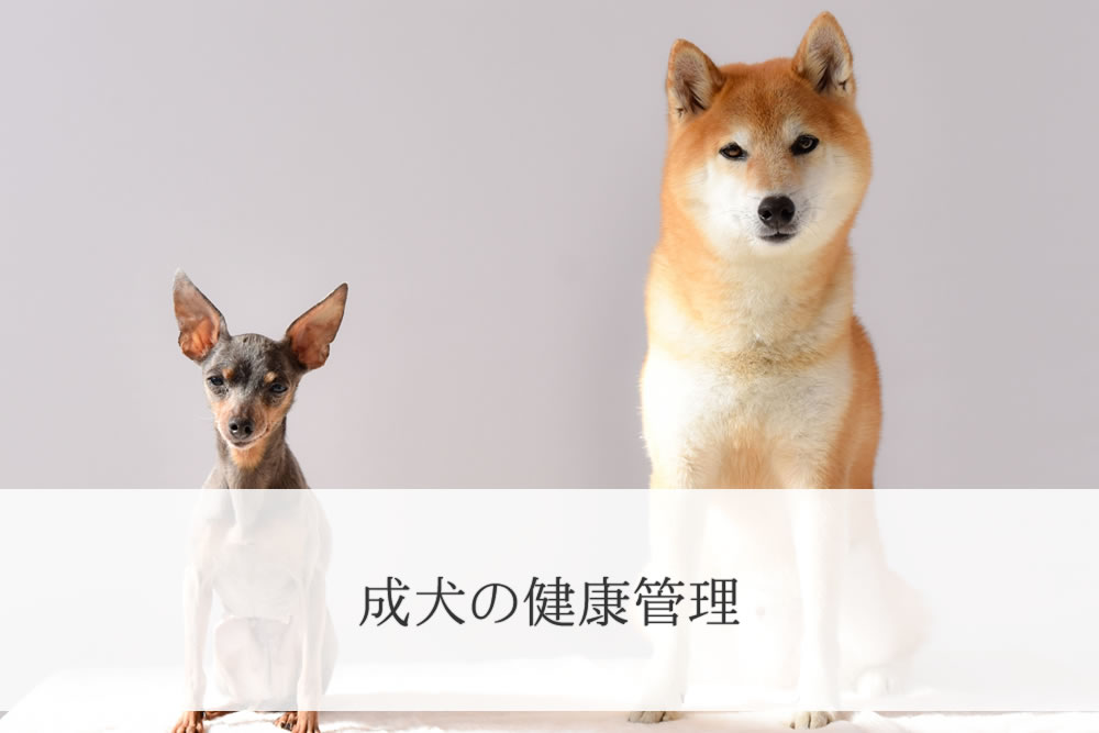 芝犬とミニチュアピンシャーの成犬