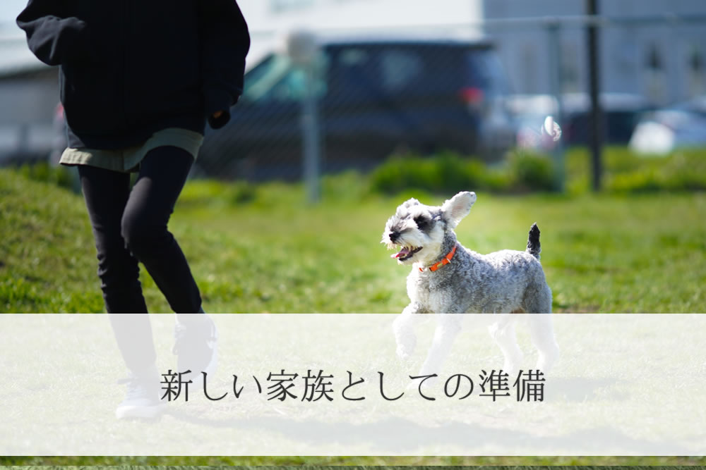 丁寧な飼い方をしてもらっているミニチュアシュナウザー