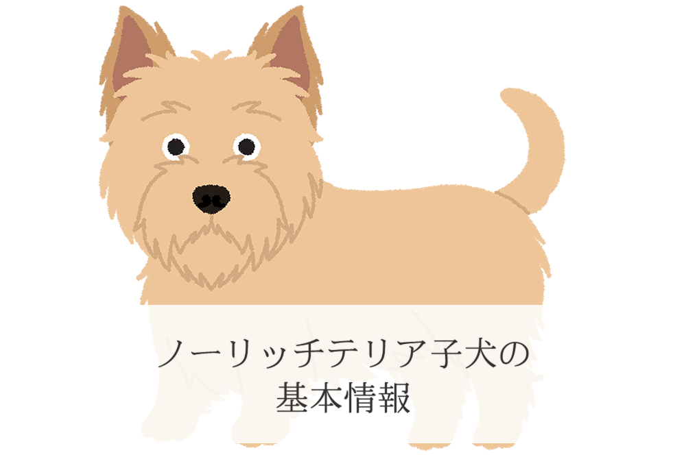 ノーリッチテリア子犬のイラスト