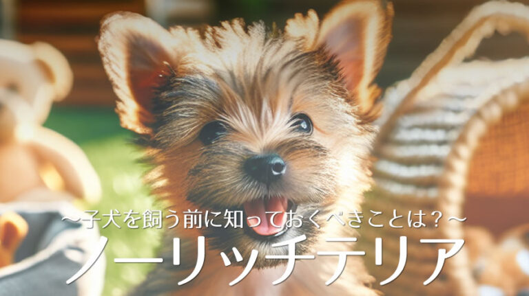 ノーリッチテリア子犬のアイキャッチ画像