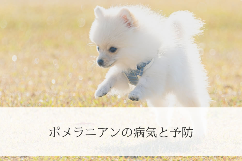 外ではしゃぎまくるポメラニアンの子犬