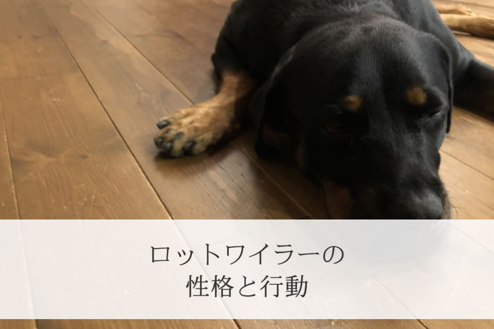 リビングでリラックスしてるロットワイラーの子犬