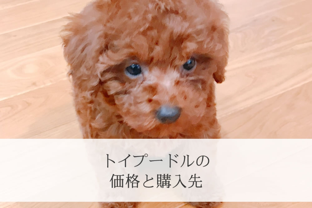 販売されているトイプードルの子犬