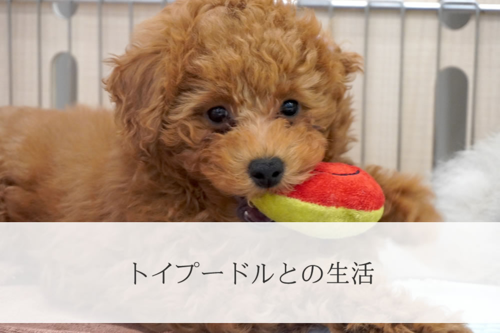 飼い主との生活を楽しむトイプードル